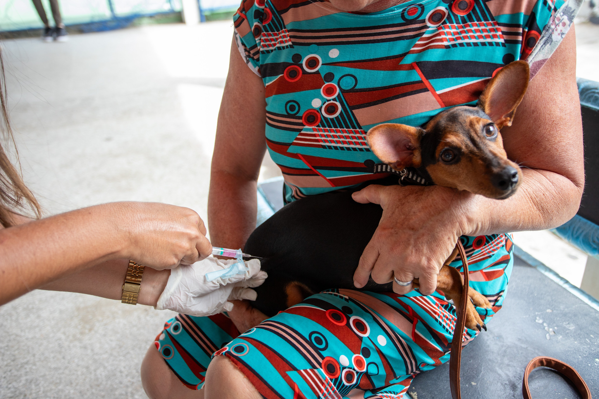 Campanha de vacinação antirrábica já vacinou mais de 5 mil animais em Lauro de Freitas; ação segue até 8 de setembro